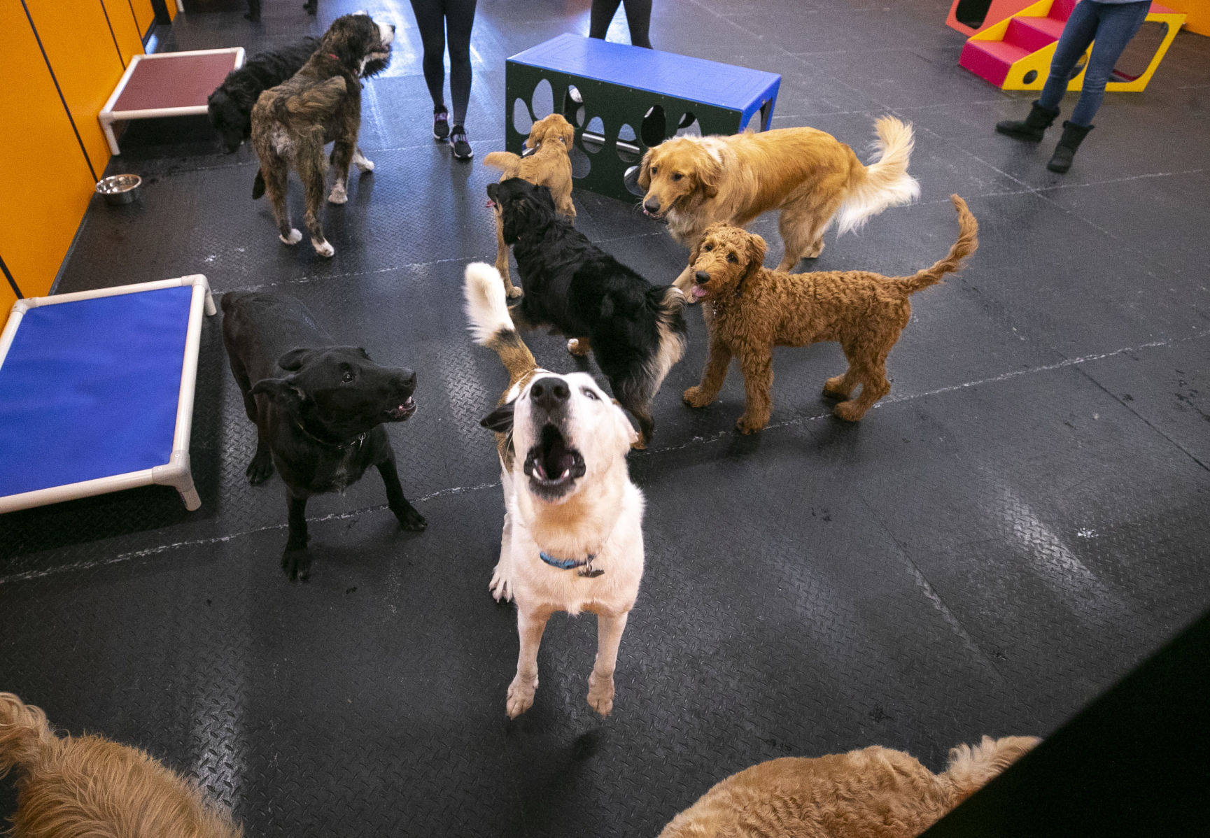 Run-A-Mutt 2